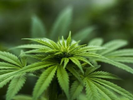 Vereador quer proibir a Marcha da Maconha em Curitiba