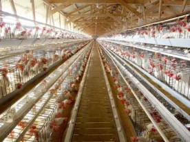 China oficializa embargo a 22 frigoríficos de frango do Paraná; lista