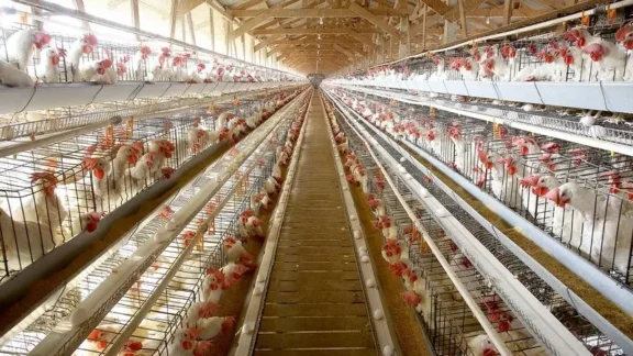 China oficializa embargo a 22 frigoríficos de frango do Paraná; lista