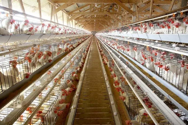 China oficializa embargo a 22 frigoríficos de frango do Paraná; lista