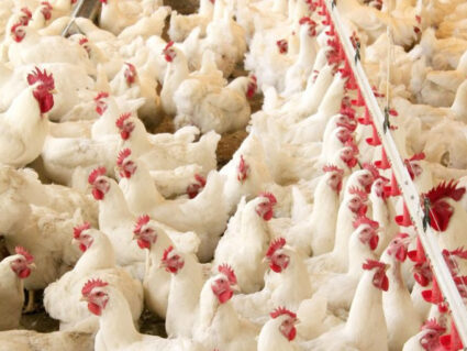 Agricultura confirma primeiro foco de gripe aviária em granja comercial