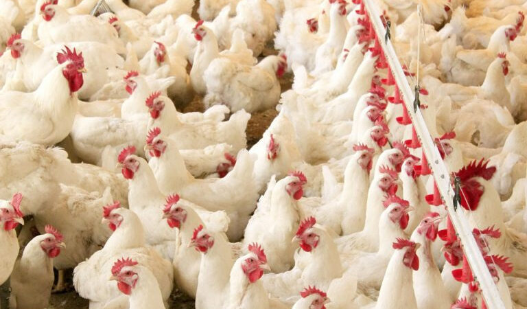 Agricultura confirma primeiro foco de gripe aviária em granja comercial