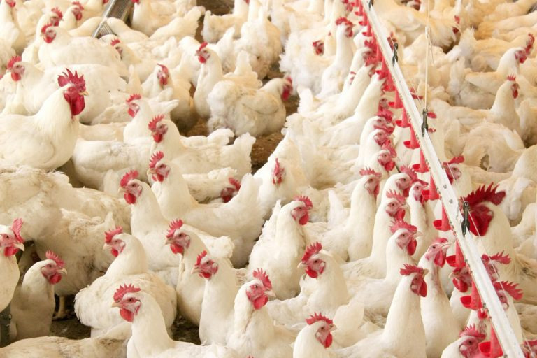 Agricultura confirma primeiro foco de gripe aviária em granja comercial