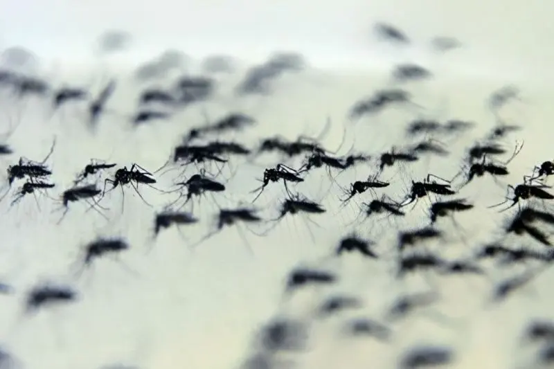 Paraná ultrapassa 50 mil casos de dengue no ano