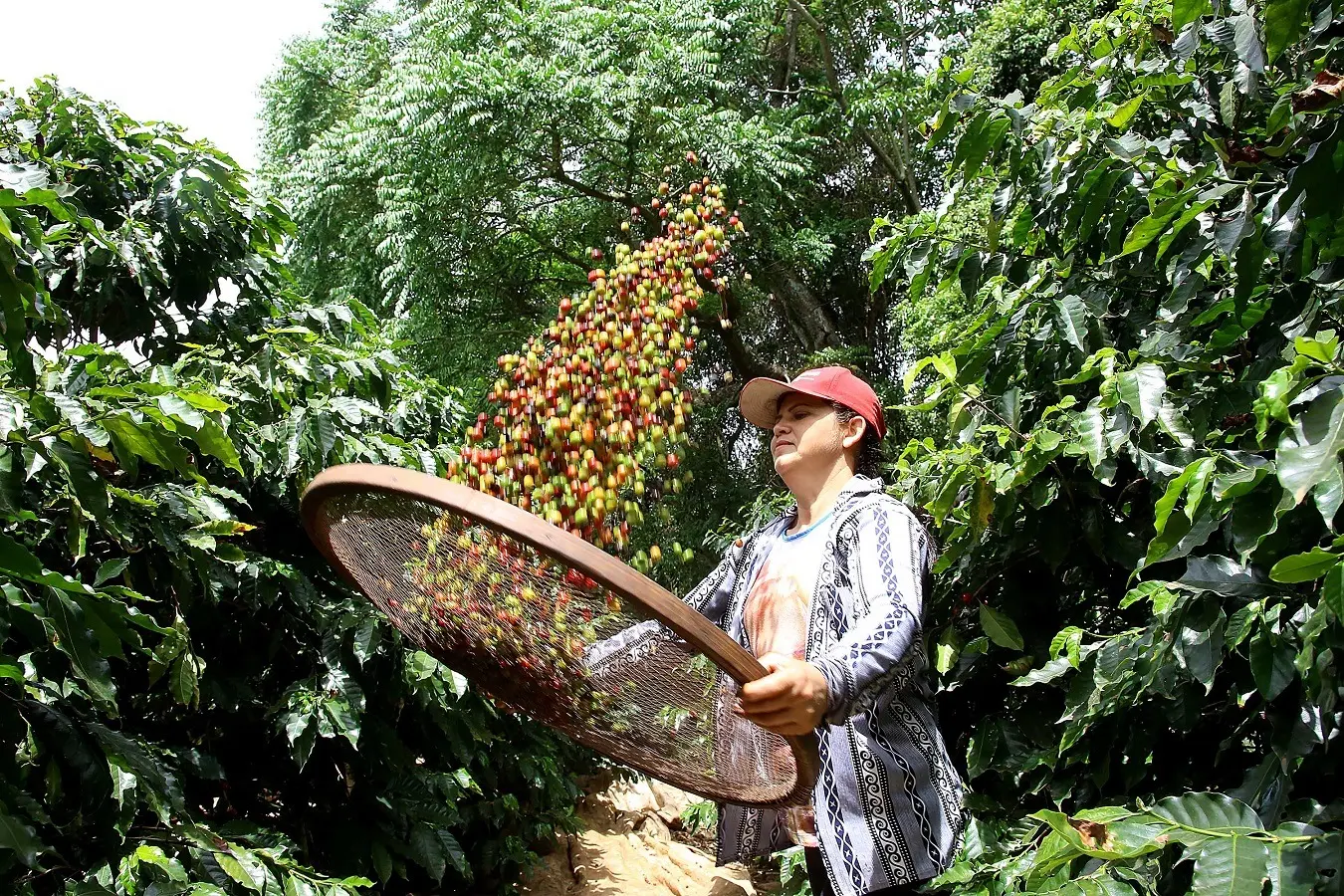 agro Paraná