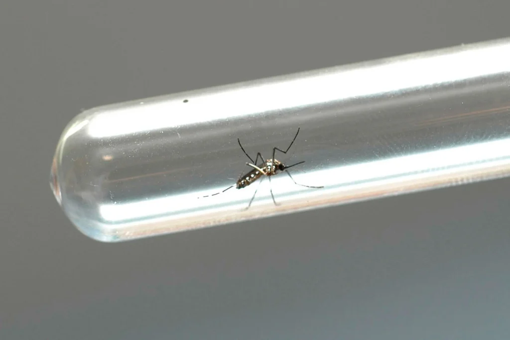 Boletim contabiliza seis novas mortes por dengue no Paraná