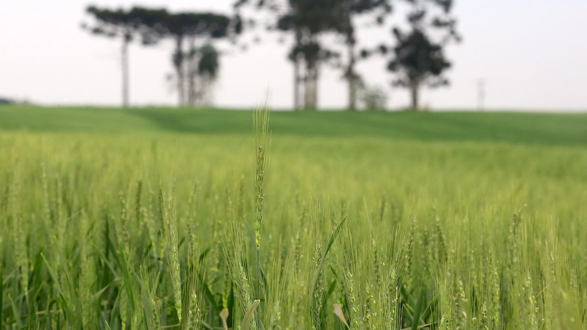 cevada, trigo, plantação, paraná, boletim, deral, departamento de economia rural, indústria cervejeira