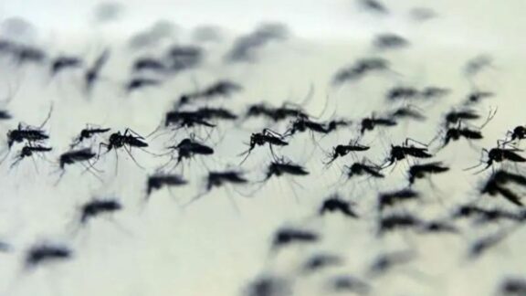 Brasil terá vacina 100% nacional contra a dengue no SUS