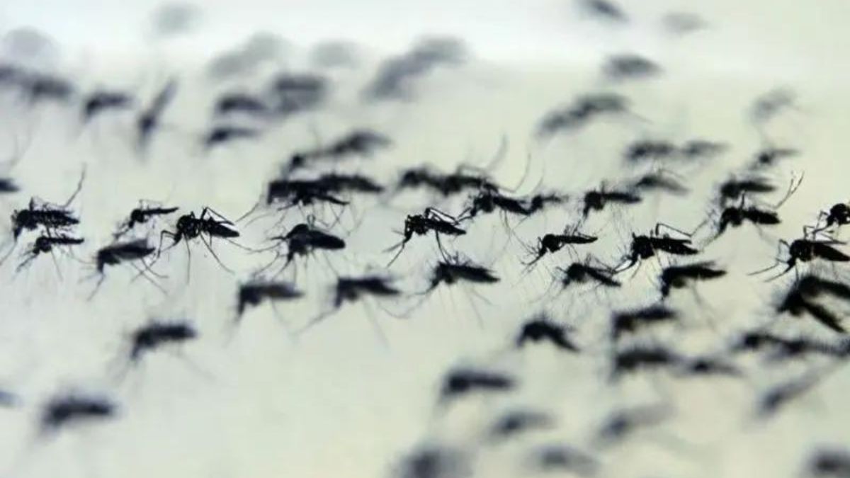 dengue, boletim da dengue, sesa, secretaria de estado da saúde, informe epidemiológico