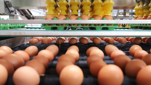Paraná destrói 10 milhões de ovos para conter gripe aviária
