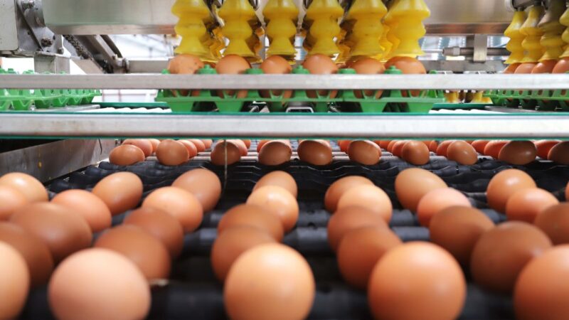 Paraná destrói 10 milhões de ovos para conter gripe aviária