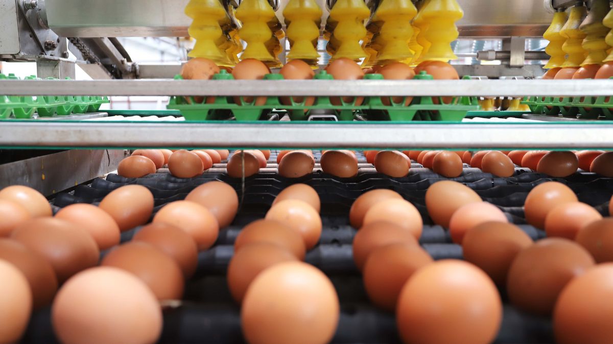 ovo, ovos, produção, produção de ovos, dúzia de ovos, paraná, ibge, deral, departamento de economia rural