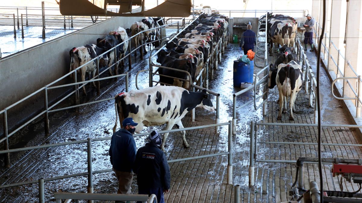 vaca, vacas, leite, produção de leite, agronegócio, pecuária, paraná, economia