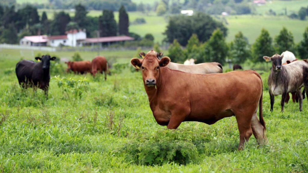 Brasil recebe certificado de país livre da febre aftosa