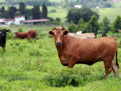 Brasil recebe certificado de país livre da febre aftosa
