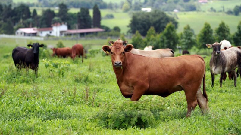 Brasil recebe certificado de país livre da febre aftosa