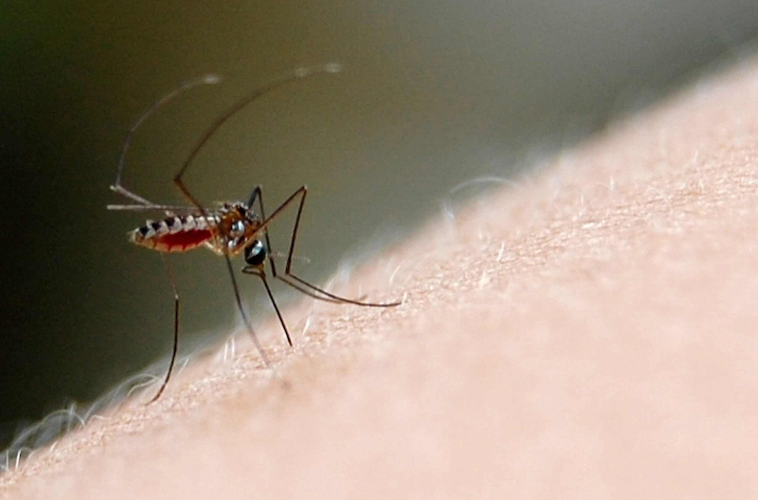 Aedes aegypti dengue
