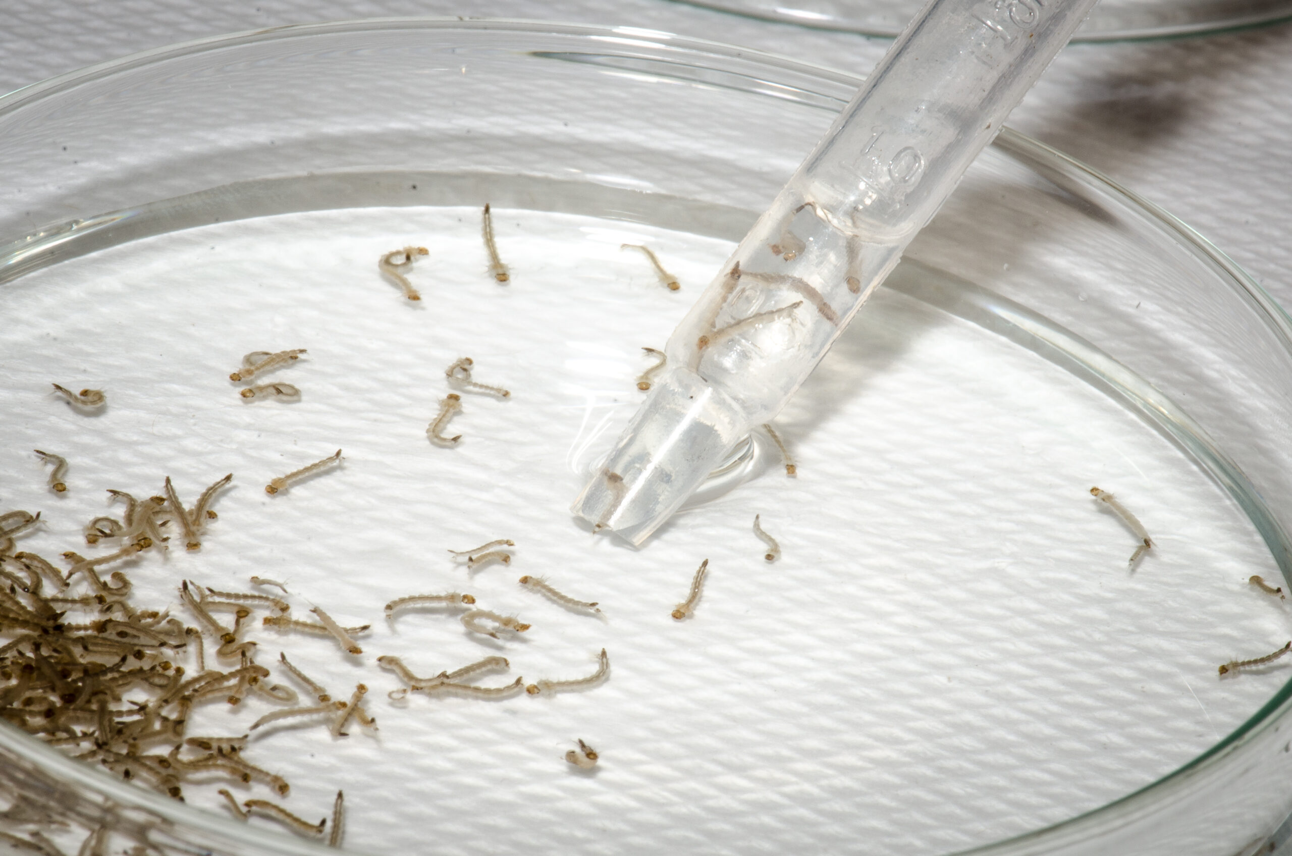 Larvas do mosquito Aedes aegypti