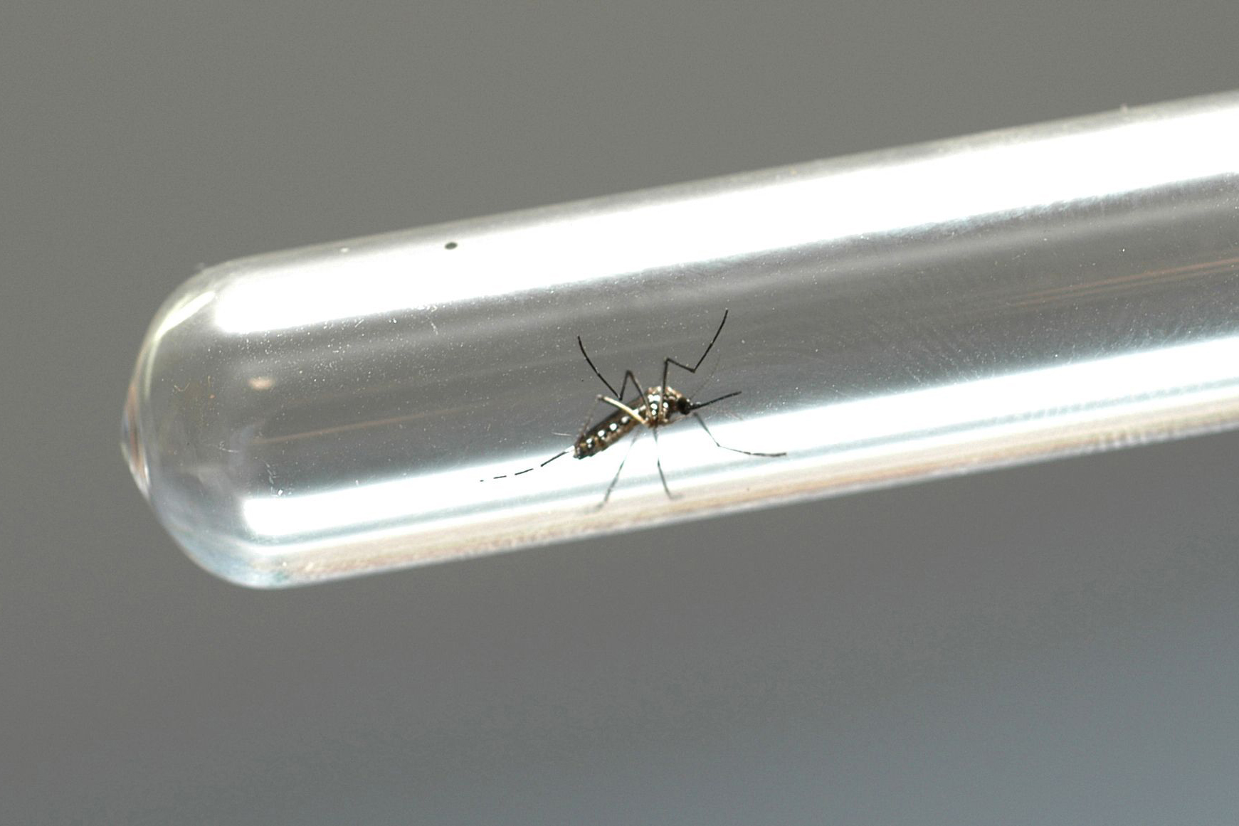 bebê morre dengue curitiba