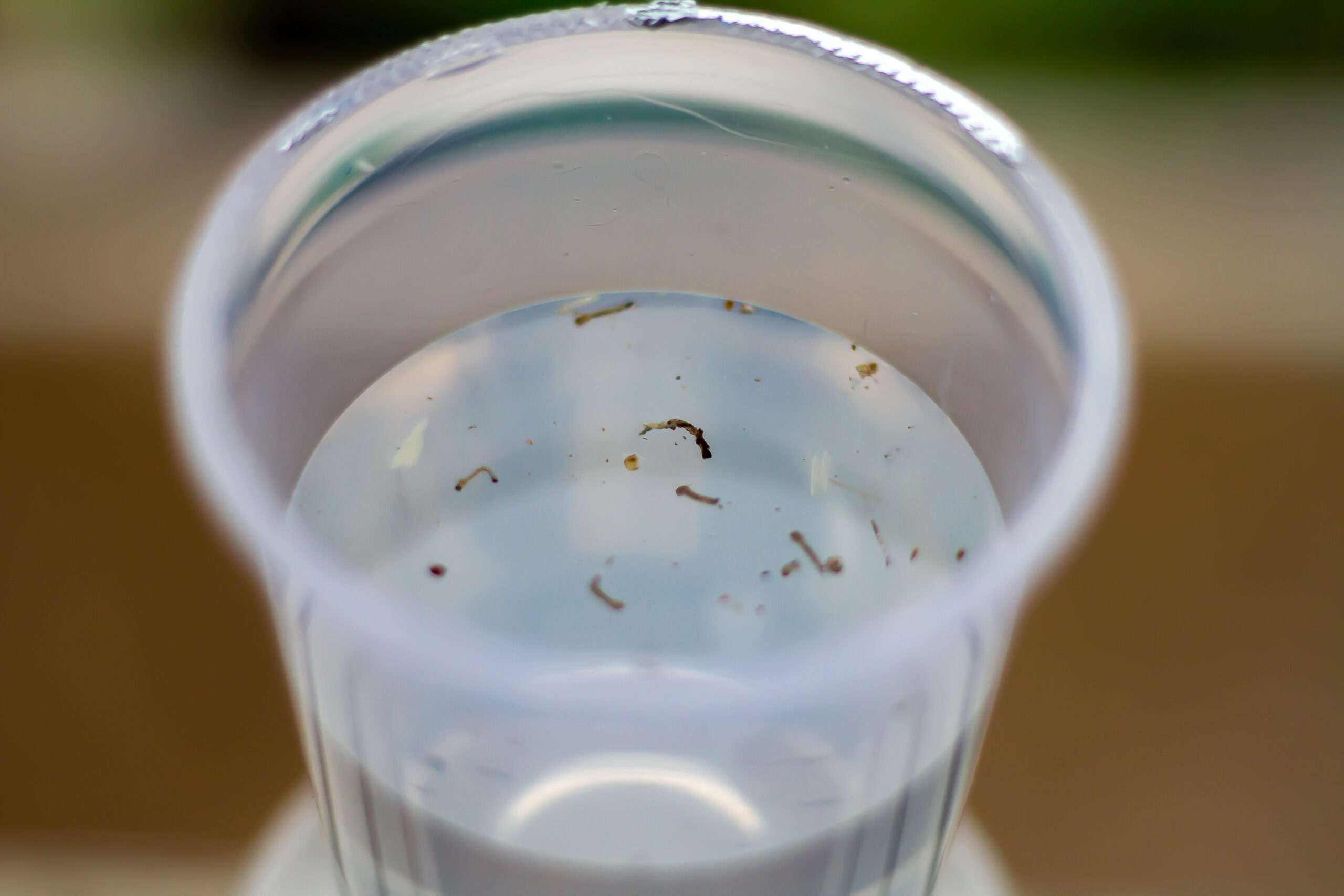 cidades paraná sem casos dengue