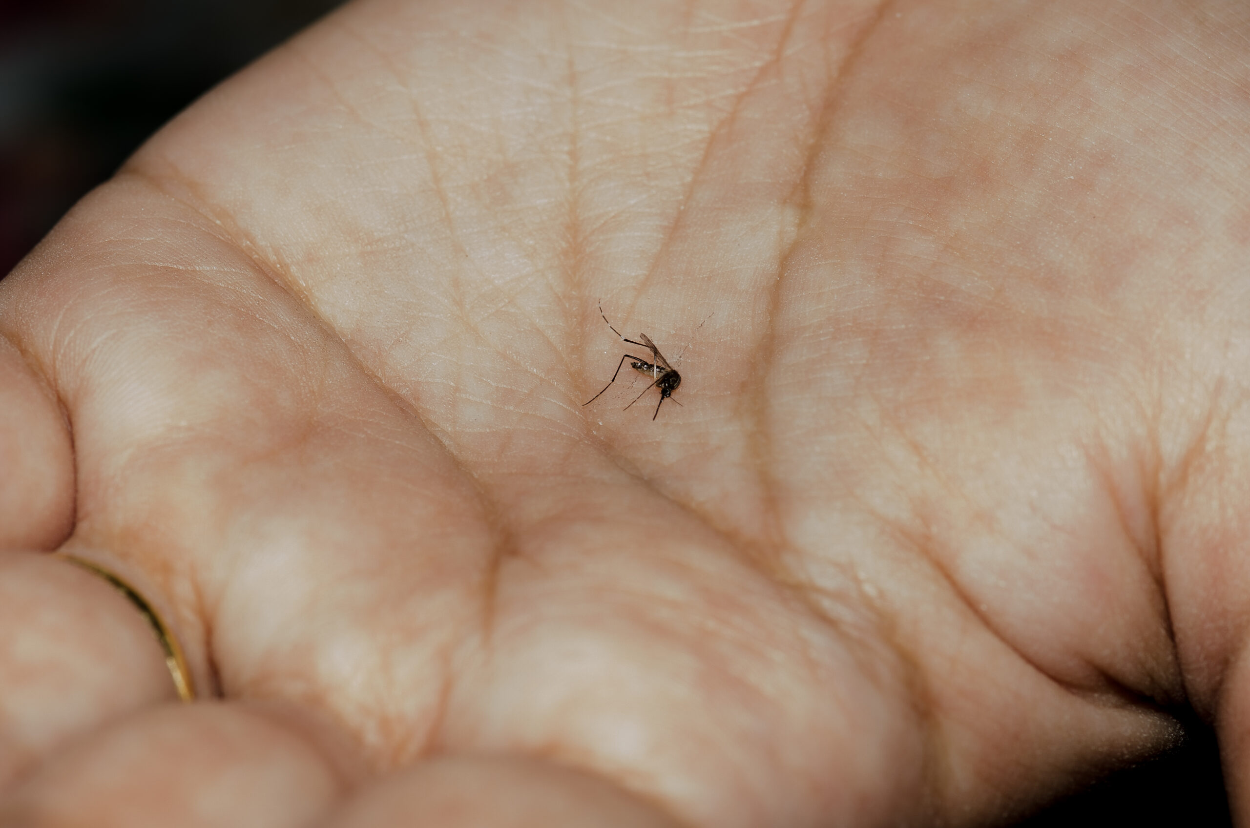 Mosquito Aedes aegypti dengue