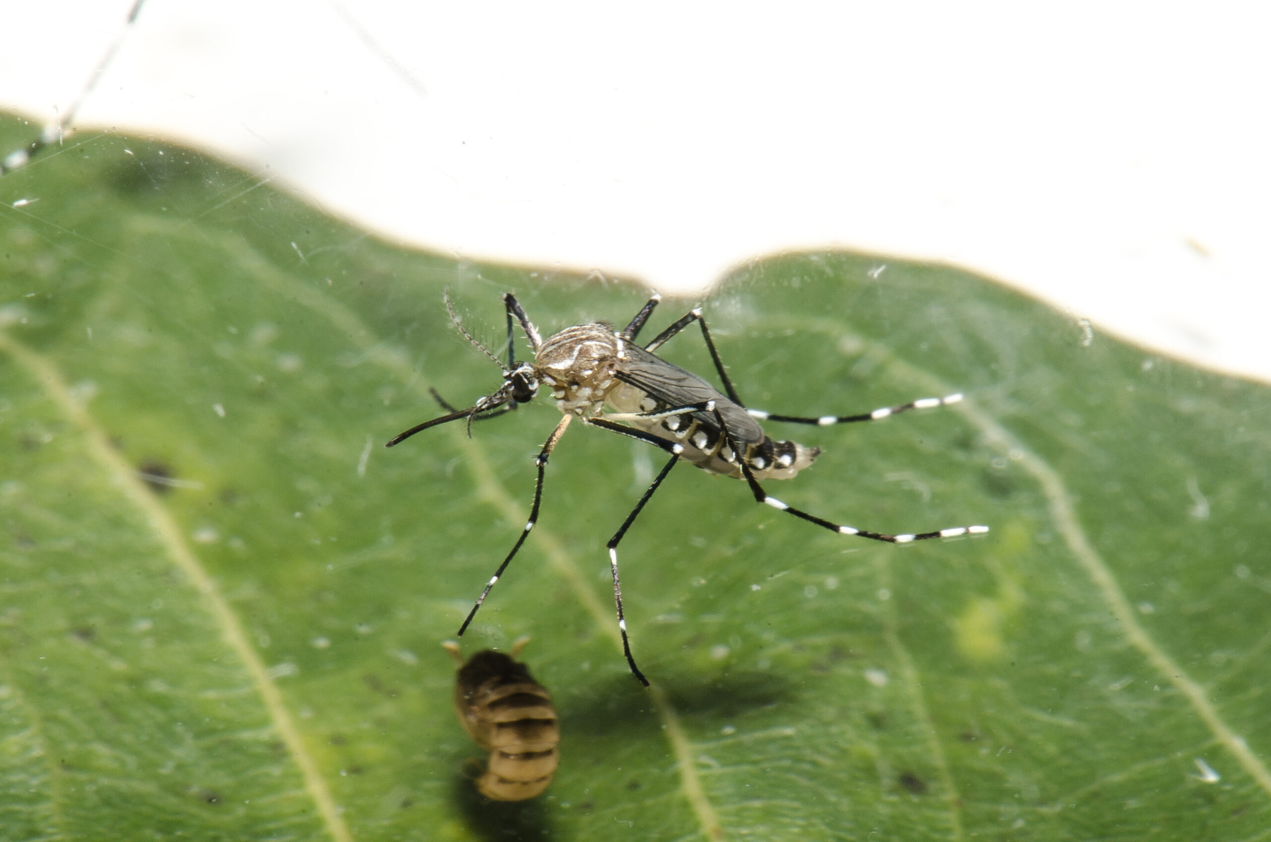 dengue aedes mosquito