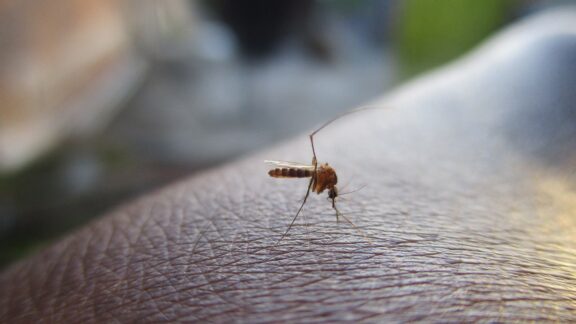 Curitiba projeta mais casos de dengue em 2025 do que em 2024; 17 mil casos no último ano