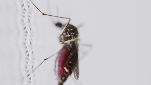 Paraná confirma dois óbitos e 1.785 novos casos de dengue