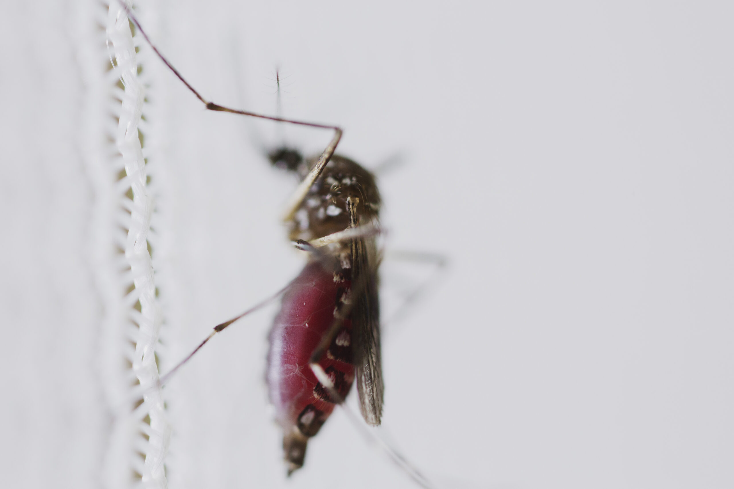 aedes-aegypti-dengue-parana-2024-scaled.jpeg