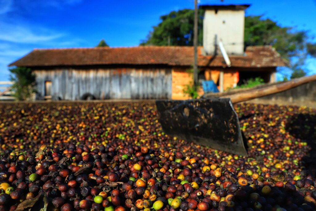 Produtores estão em alerta para evitar roubos de café no Paraná