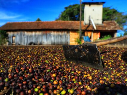 Produtores estão em alerta para evitar roubos de café no Paraná