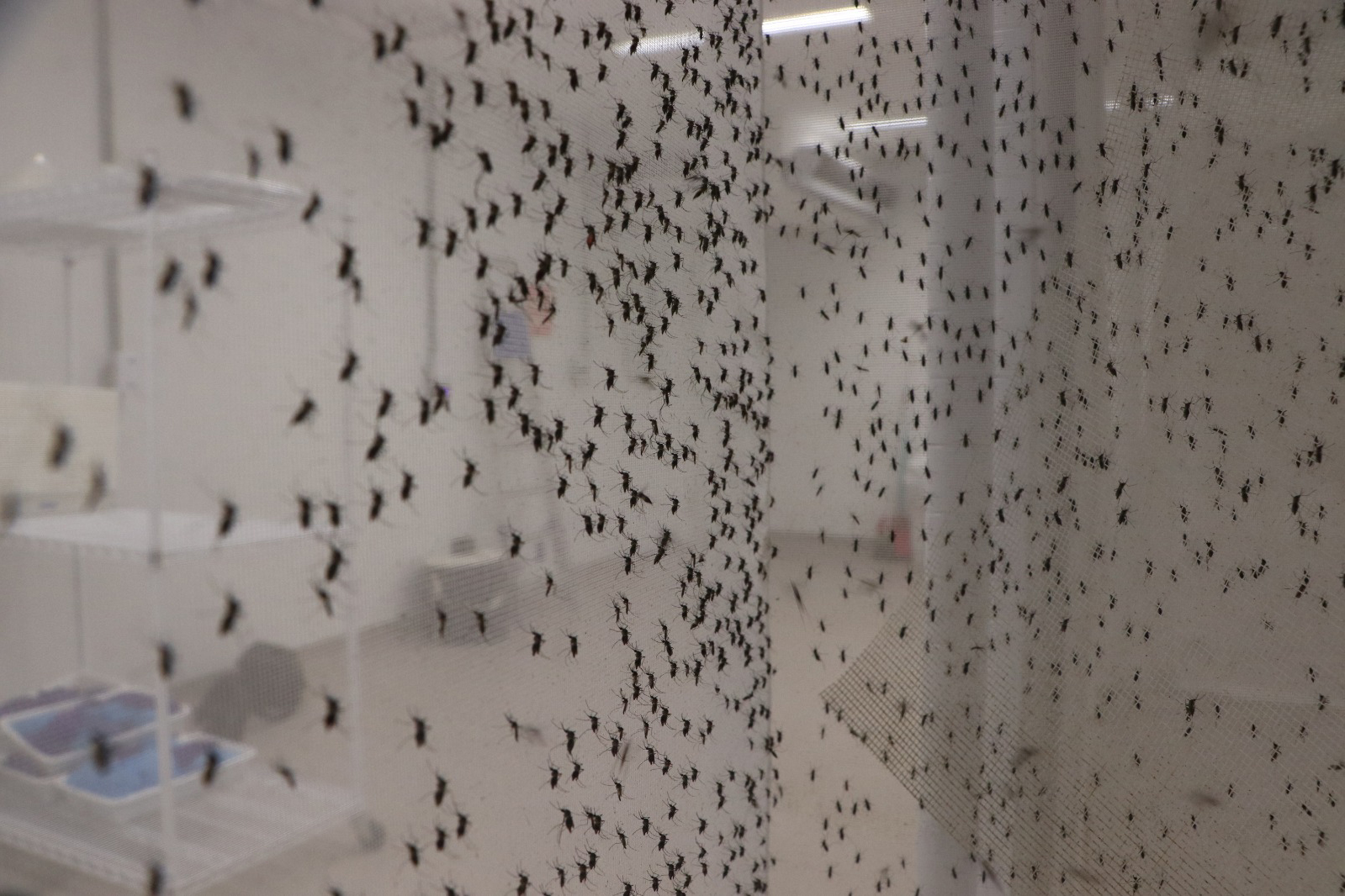combate à dengue Paraná