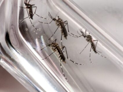 Ultimato: curitibanos terão 48 horas para limpar terrenos com suspeita de focos de dengue