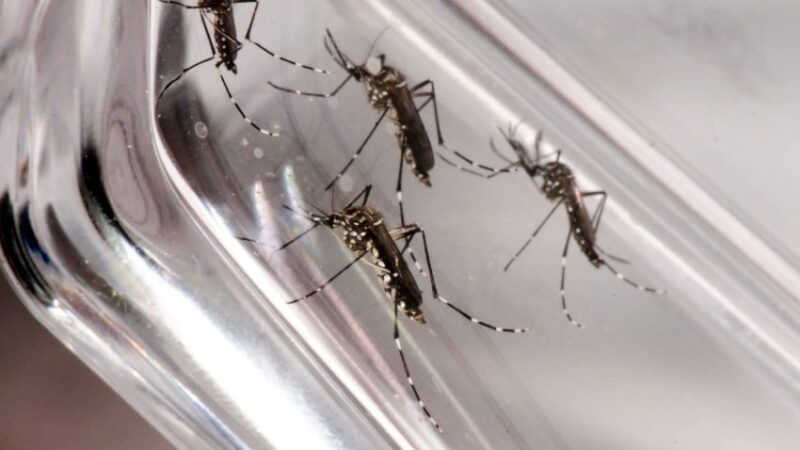 Ultimato: curitibanos terão 48 horas para limpar terrenos com suspeita de focos de dengue
