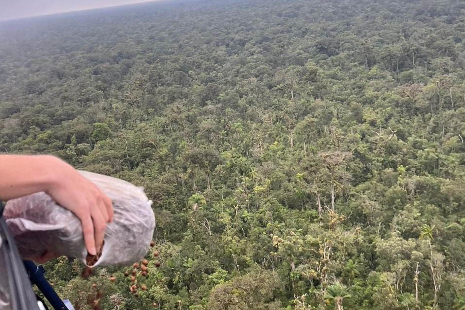 dispersão de 50 mil sementes de Palmeira Jussara Litoral