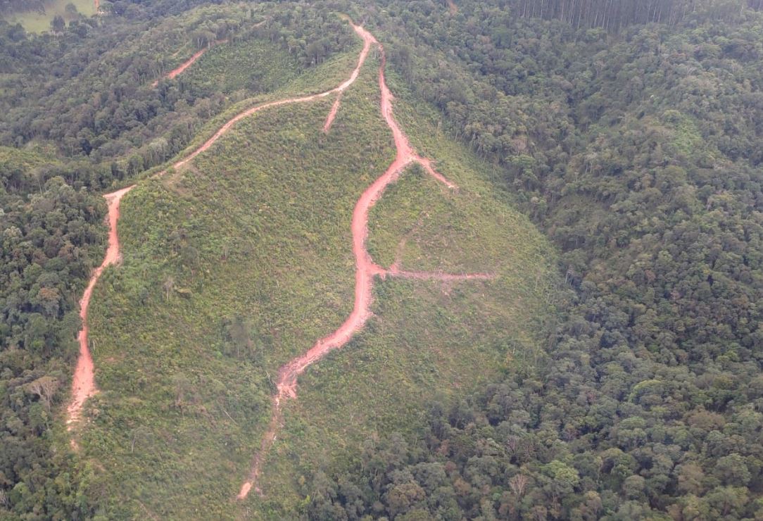 Operação identifica 1,4 mil hectares de desmatamento ilegal na Mata Atlântica do Paraná