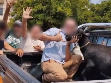 Justiça não aceita denúncia contra vereador por morte de bode em Anahy