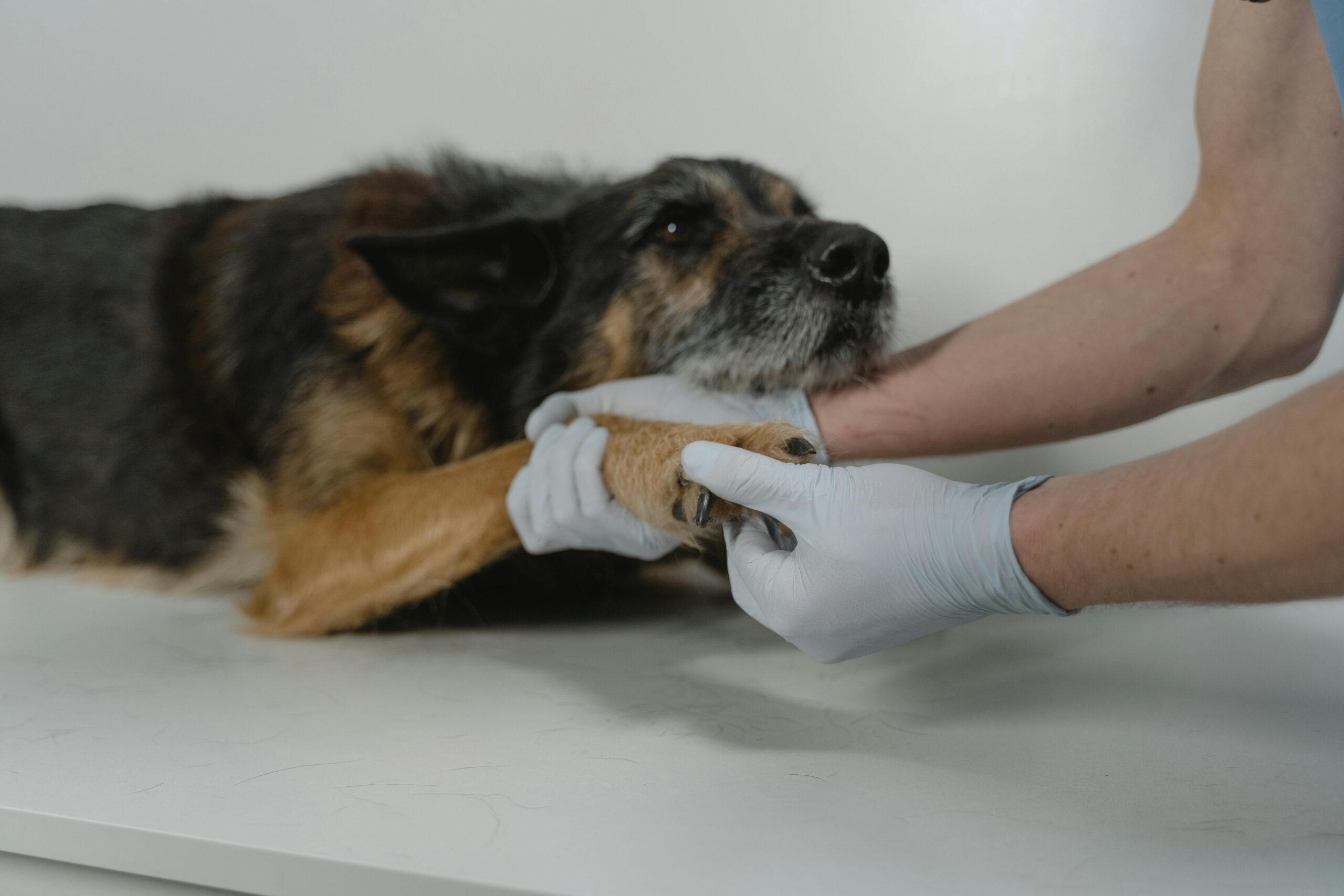 pexels-tima-miroshnichenko-6235021-hospital-veterinário-municipal-curitiba
