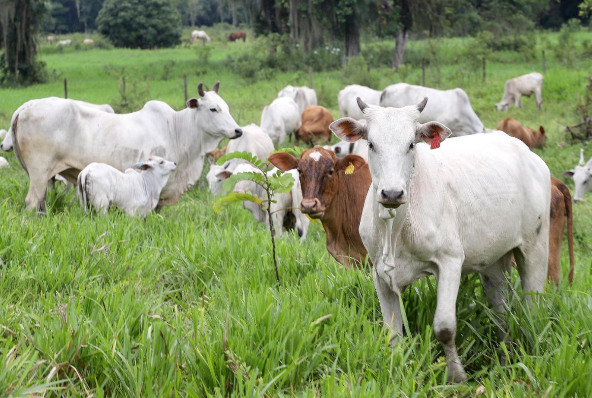 Casos de raiva no Paraná focos da doença pulam de 148 focos para 203 em um ano
