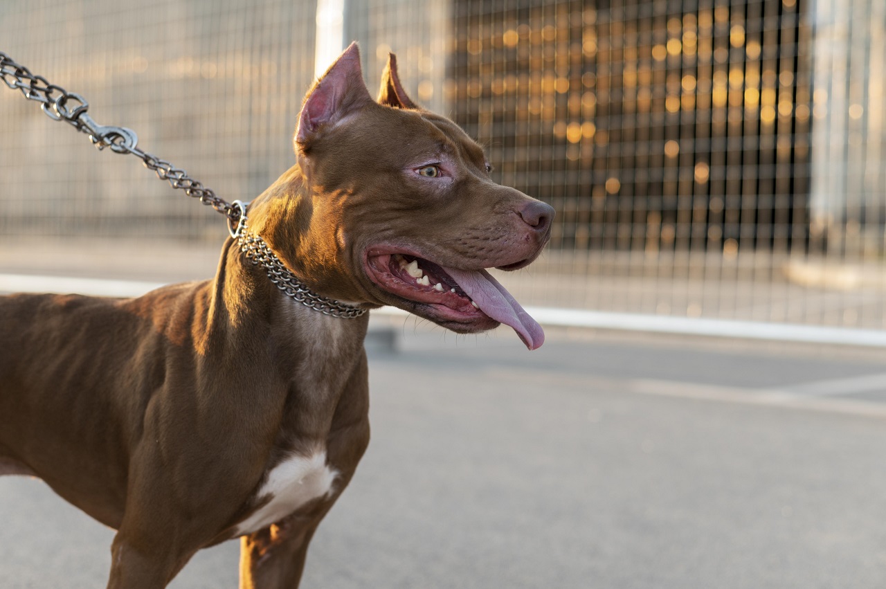 Tutora de pitbulls que mataram cachorro de vizinho pode ser presa