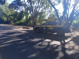 motociclista morre BR-277