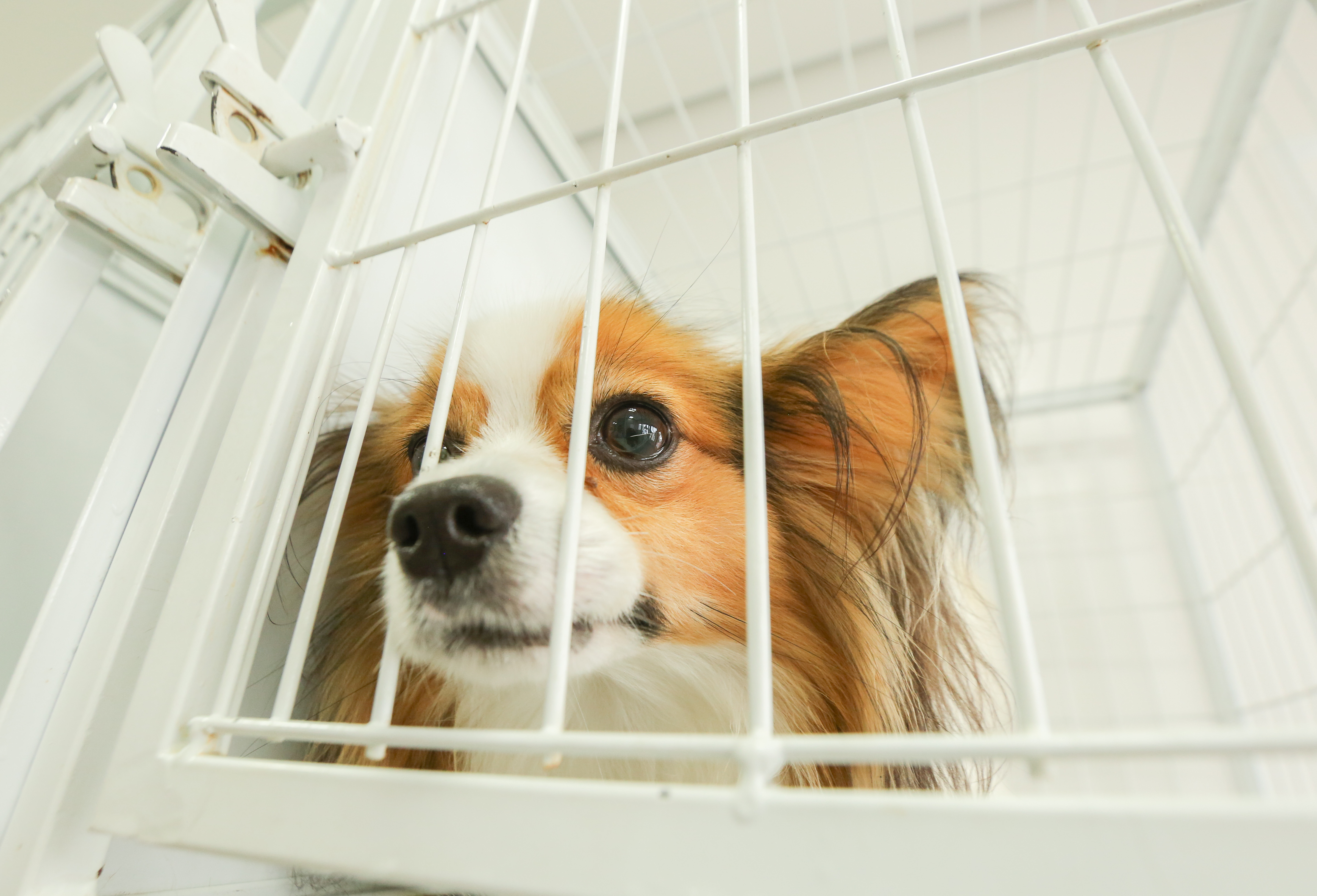 Condenados-por-maus-tratos-a-animais-não-poderão-fechar-contratos-ou-trabalhar-na-Prefeitura-de-Curitiba