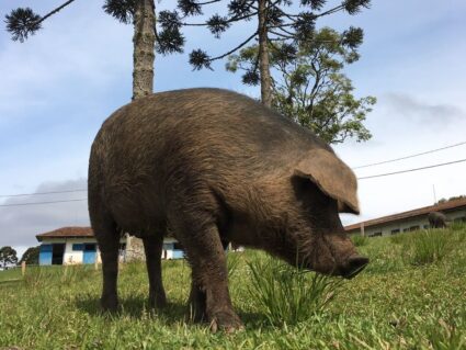 Paraná reconhece Porco Moura como patrimônio histórico e cultural