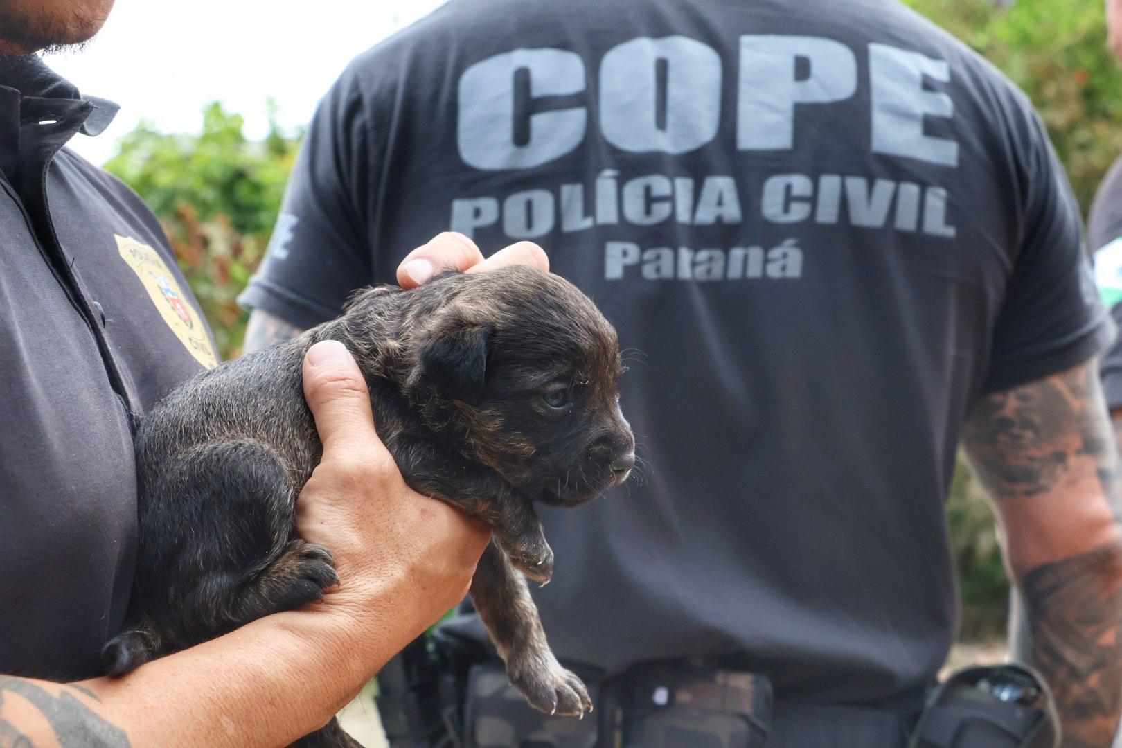 resgate cadela filhotes incêndio guaratuba polícia civil 2