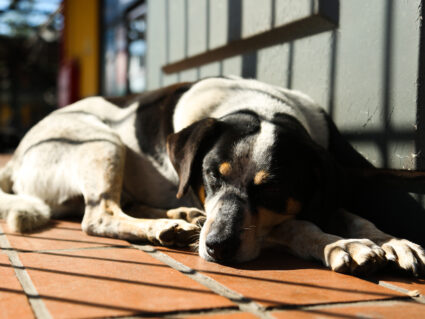Tutores poderão ser proibidos de acorrentar animais em Curitiba