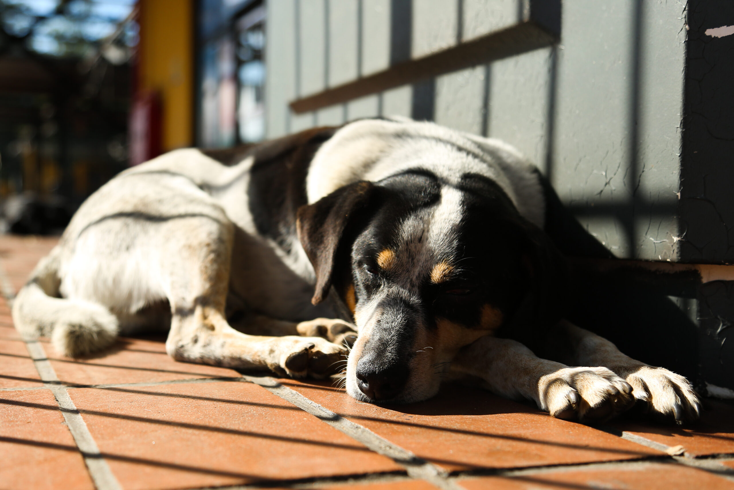 Agressores de animais em Curitiba deverão pagar por tratamento veterinário