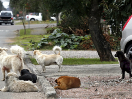 Projeto cria programa para população proteger animais de rua em Curitiba