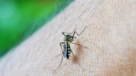 Casos de dengue diminuem 76% no Paraná