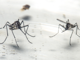 Casos de dengue caem no Paraná, enquanto de chikungunya aumentam
