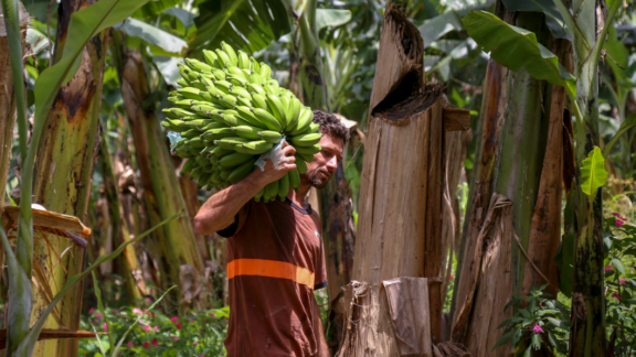 Chuvas provocaram perdas significativas nas plantações de banana do litoral